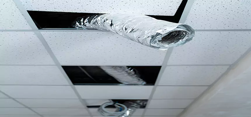 Affordable HVAC Sanitizing After Pest Removal in Fort Collins