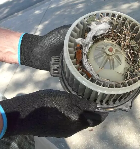 About Air Duct Mice Removal in Fort Collins, CO